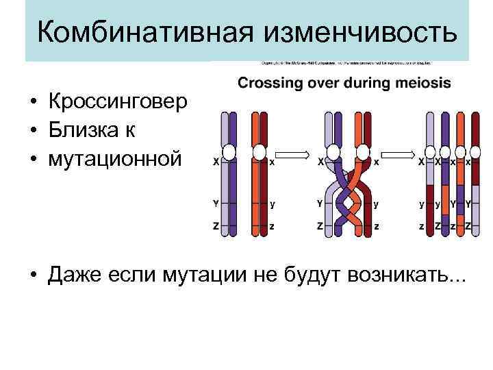 Комбинативная изменчивость  • Кроссинговер • Близка к • мутационной • Даже если мутации