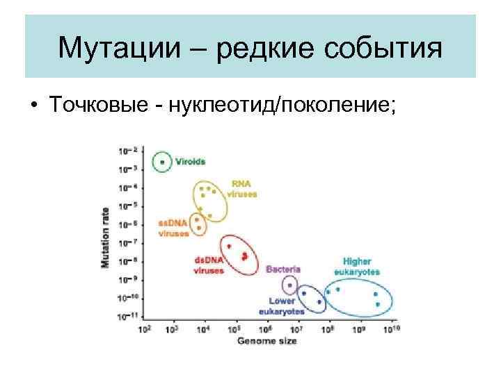  Мутации – редкие события • Точковые - нуклеотид/поколение; 