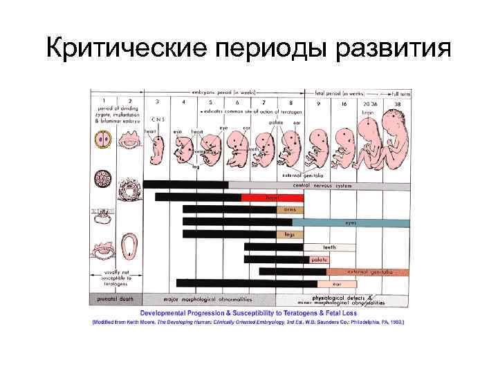 Критические периоды развития 