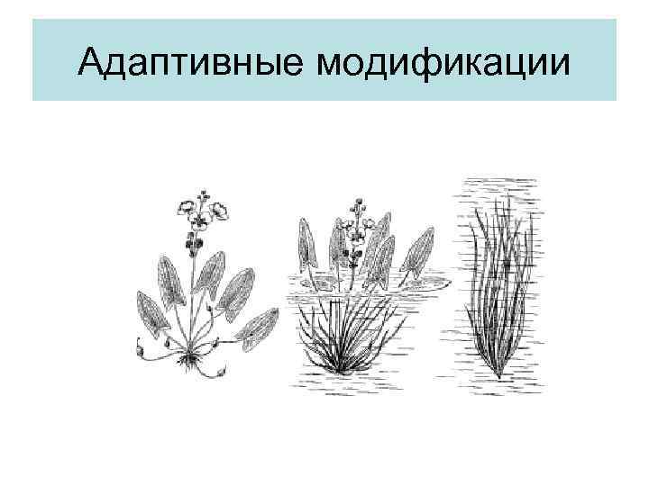 На рисунке изображен стрелолист с листьями разных форм 1 2 3 какая форма изменчивости