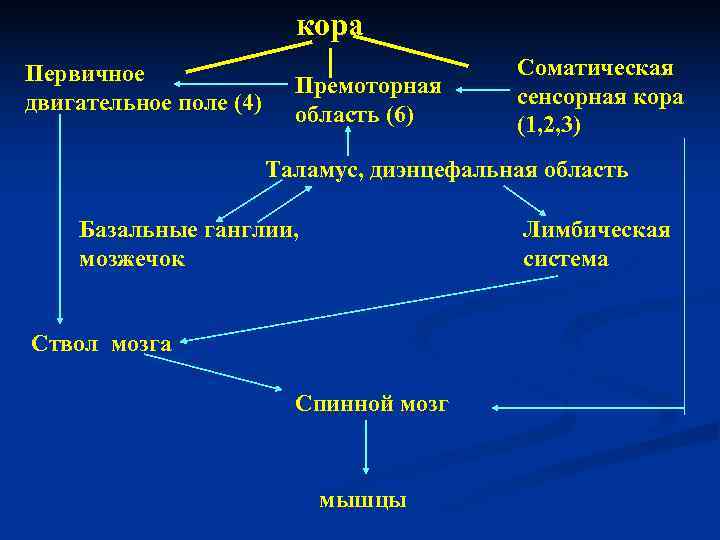 Презентация двигательный анализатор