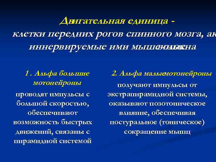    Двигательная единица - клетки передних рогов спинного мозга, ак  иннервируемые