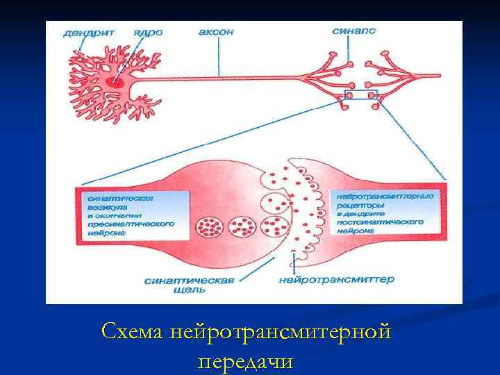 Схема нейротрансмитерной   передачи 