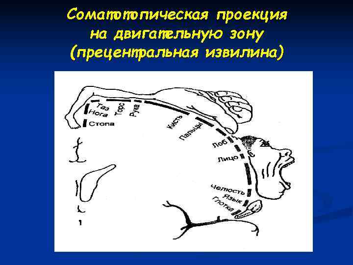 Презентация двигательный анализатор - 93 фото