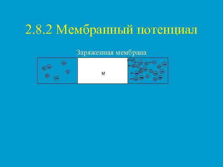 2. 8. 2 Мембранный потенциал  Заряженная мембрана    M 