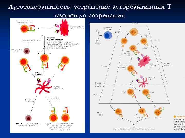 Аутотолерантность: устранение аутореактивных Т   клонов до созревания 