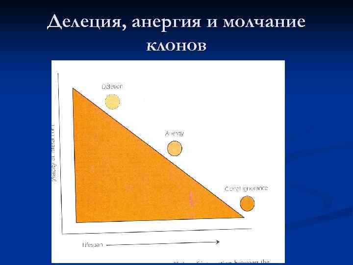 Делеция, анергия и молчание  клонов 