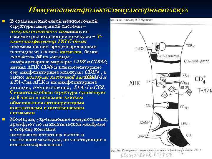    Иммуносинапс     – ролькостимуляторных    
