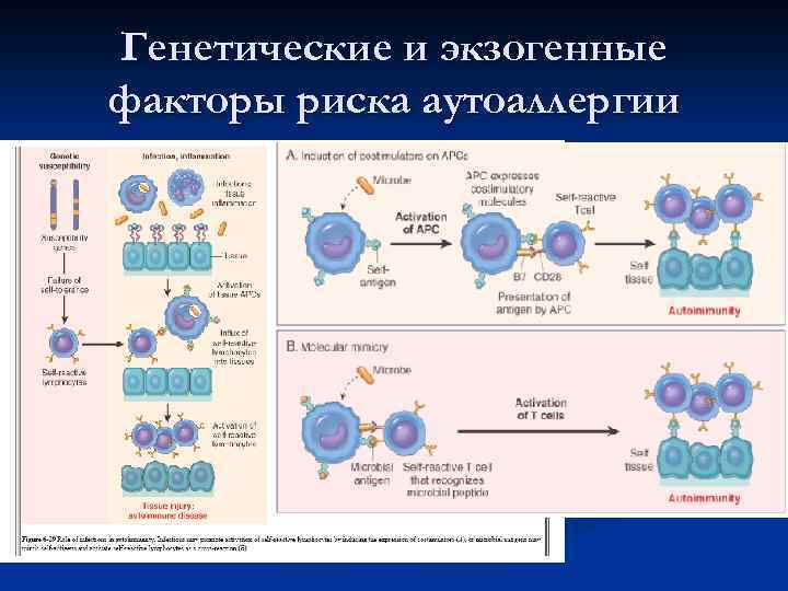 Генетические и экзогенные факторы риска аутоаллергии 