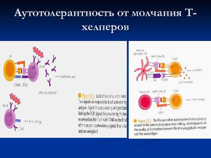Аутотолерантность от молчания Т-  хелперов 