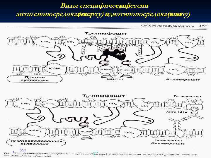   Виды специфической :      супрессии антигенопосредованная  