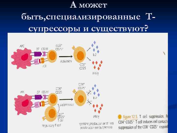    А может быть, специализированные Т- супрессоры и существуют? 