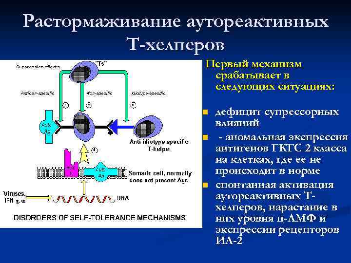 Растормаживание аутореактивных  Т-хелперов   Первый механизм    срабатывает в 