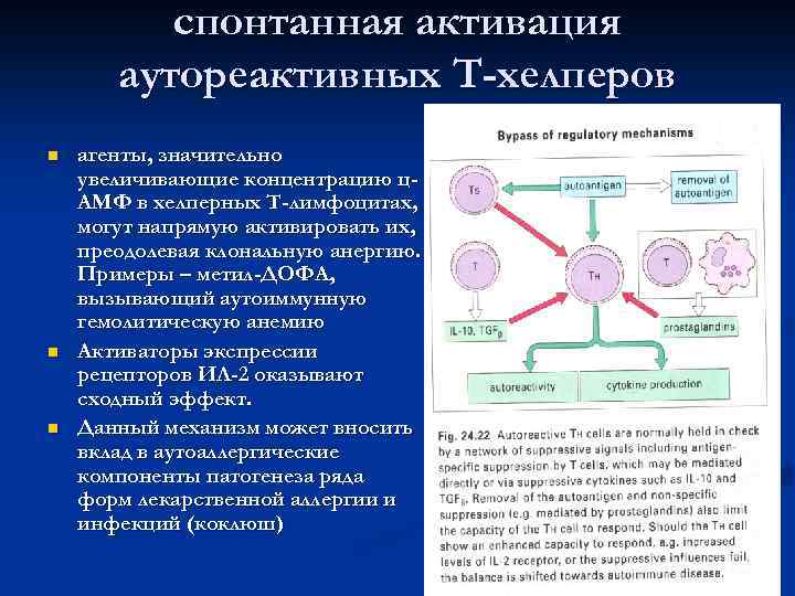    спонтанная активация  аутореактивных Т-хелперов n  агенты, значительно увеличивающие концентрацию