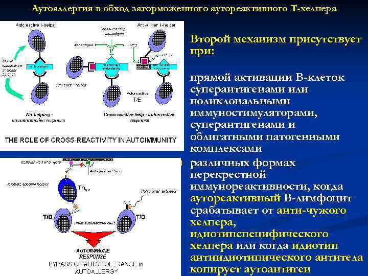 Аутоаллергия в обход заторможенного аутореактивного Т-хелпера      n  Второй