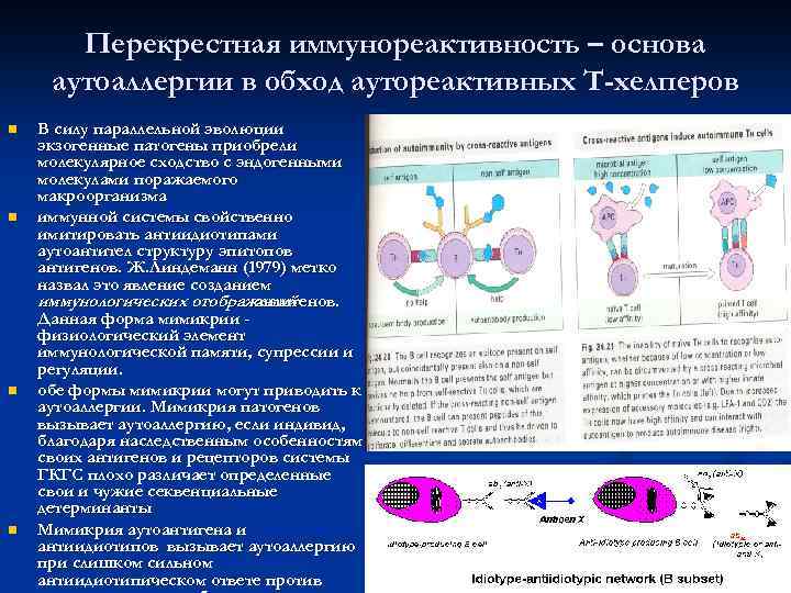   Перекрестная иммунореактивность – основа аутоаллергии в обход аутореактивных Т-хелперов n  В