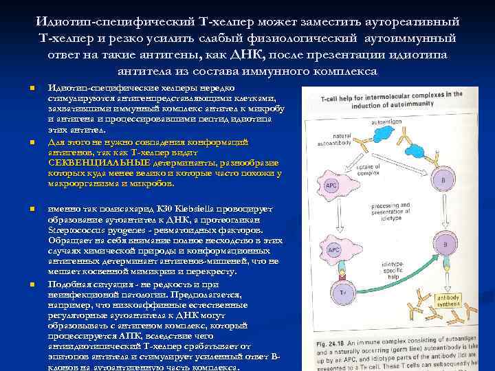   Идиотип-специфический Т-хелпер может заместить аутореативный Т-хелпер и резко усилить слабый физиологический аутоиммунный