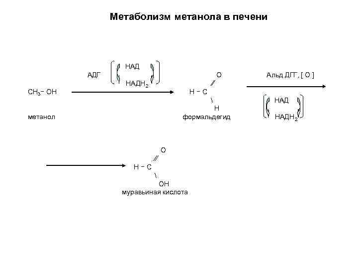     Метаболизм метанола в печени     НАД 