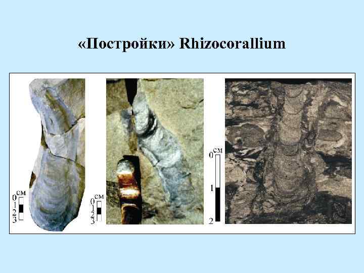  «Постройки» Rhizocorallium 
