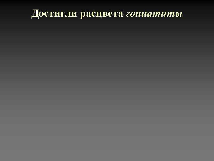 Достигли расцвета гониатиты 