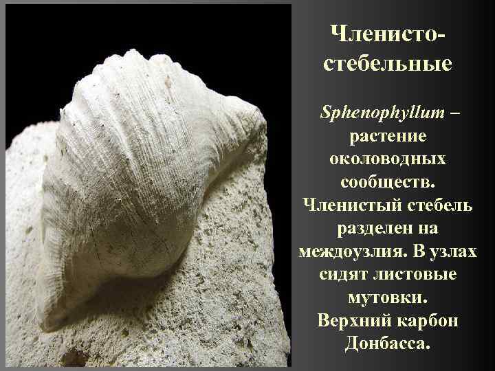   Членисто-  стебельные  Sphenophyllum –  растение околоводных  сообществ. 