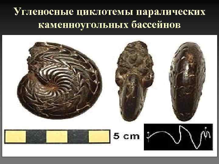 Угленосные циклотемы паралических каменноугольных бассейнов 