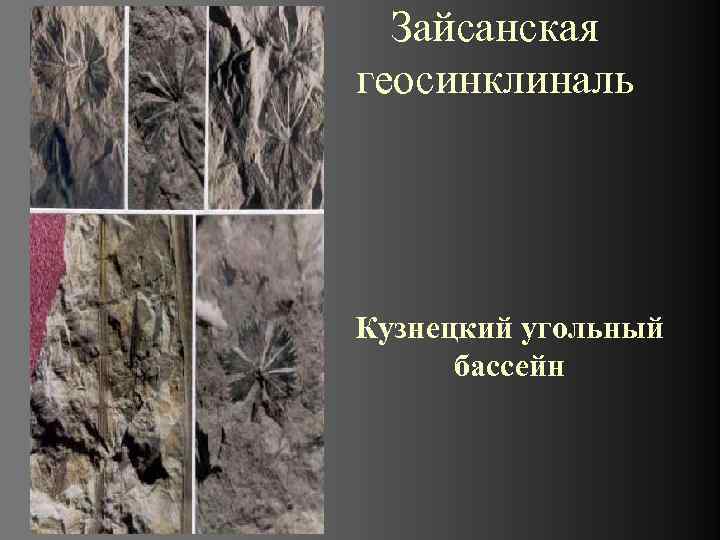  Зайсанская геосинклиналь Кузнецкий угольный  бассейн 