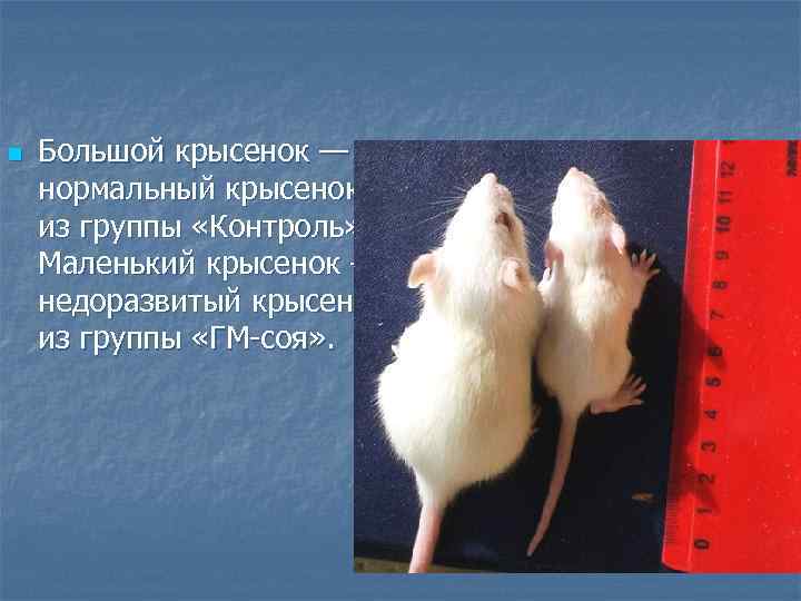 n Большой крысенок — нормальный крысенок из группы «Контроль» . Маленький крысенок n Большой крысенок — нормальный крысенок из группы «Контроль» . Маленький крысенок