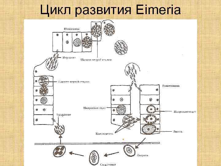 Цикл развития Eimeria 