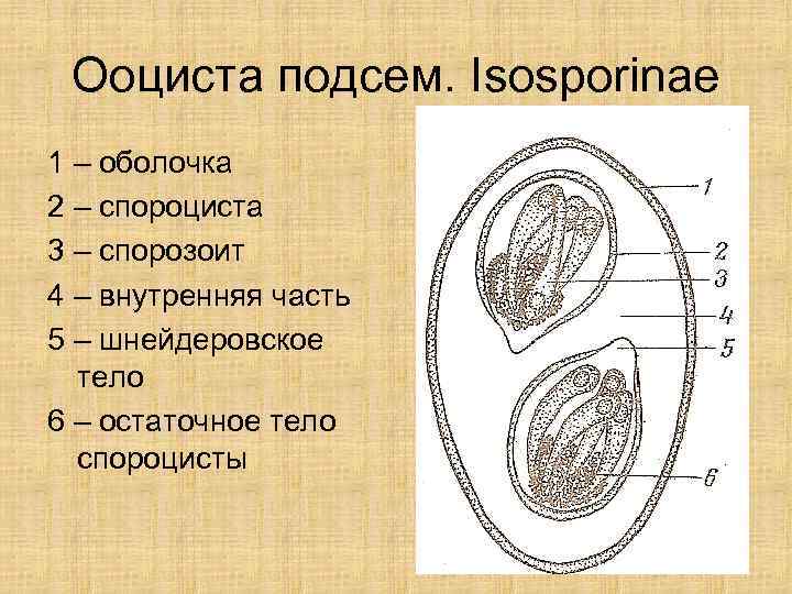  Ооциста подсем. Isosporinae 1 – оболочка 2 – спороциста 3 – спорозоит 4