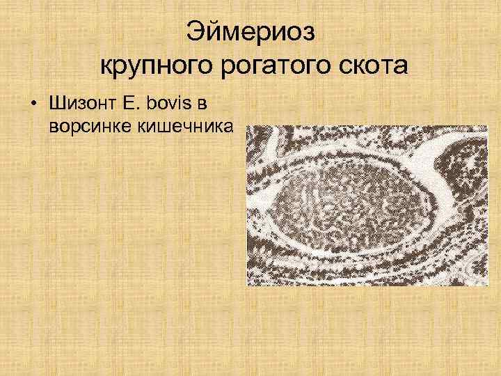   Эймериоз  крупного рогатого скота • Шизонт E. bovis в  ворсинке