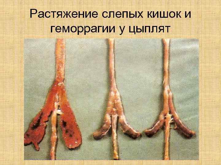 Растяжение слепых кишок и  геморрагии у цыплят 