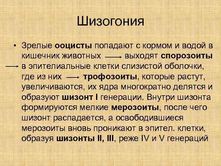     Шизогония • Зрелые ооцисты попадают с кормом и водой в