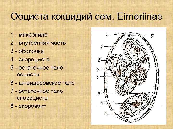 Ооциста кокцидий сем. Eimeriinae 1 - микропиле 2 - внутренняя часть 3 - оболочка