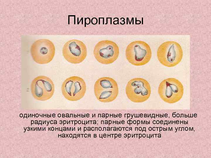    Пироплазмы одиночные овальные и парные грушевидные, больше  радиуса эритроцита; парные