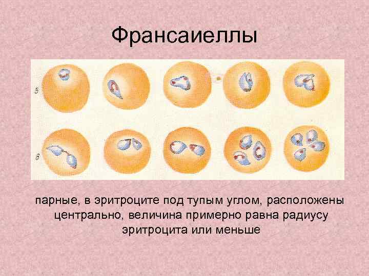   Франсаиеллы парные, в эритроците под тупым углом, расположены  центрально, величина примерно