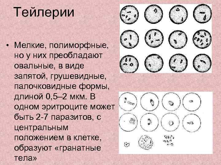  Тейлерии  • Мелкие, полиморфные,  но у них преобладают  овальные, в