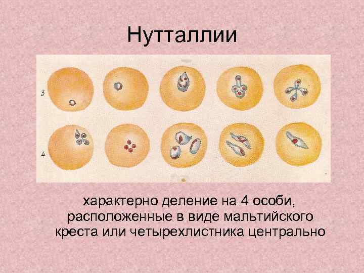    Нутталлии   характерно деление на 4 особи,  расположенные в