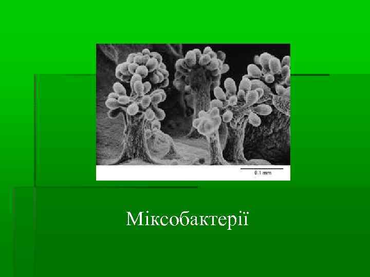 Міксобактерії 