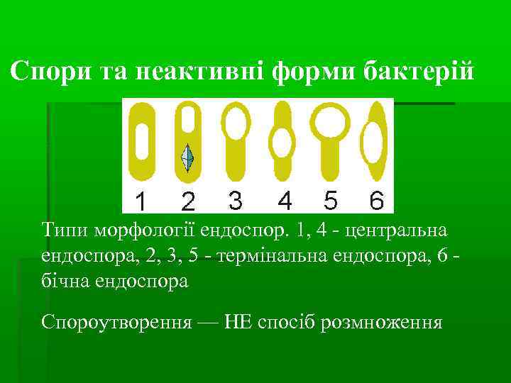 Спори та неактивні форми бактерій  Типи морфології ендоспор. 1, 4 - центральна 