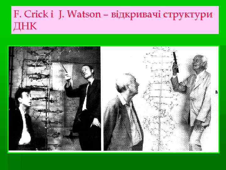 F. Crick i J. Watson – відкривачі структури ДНК 