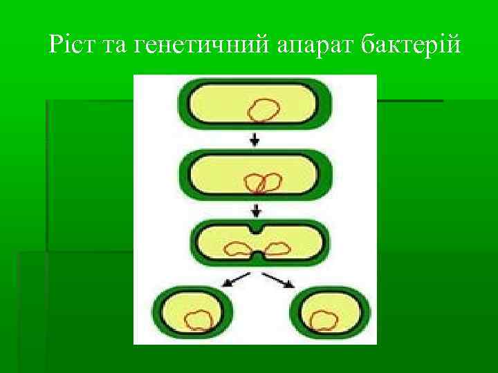 Ріст та генетичний апарат бактерій 