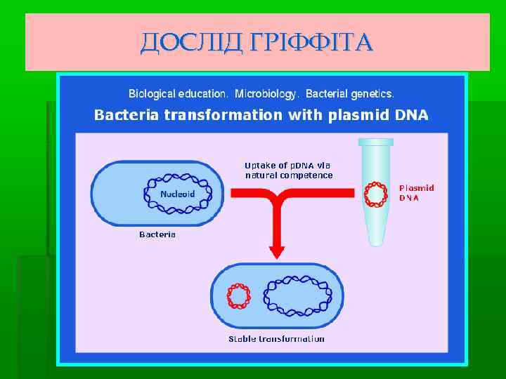 ДОСЛІД ГРІФФІТА 