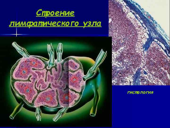  Строение лимфатического узла гистология 