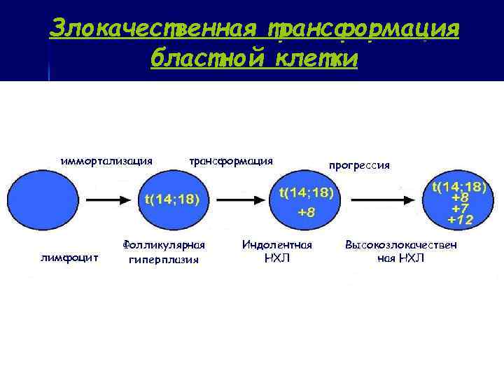  Злокачественная трансформация бластной клетки иммортализация трансформация прогрессия Фолликулярная Индолентная Высокозлокачествен лимфоцит Фолликулярная НХЛ