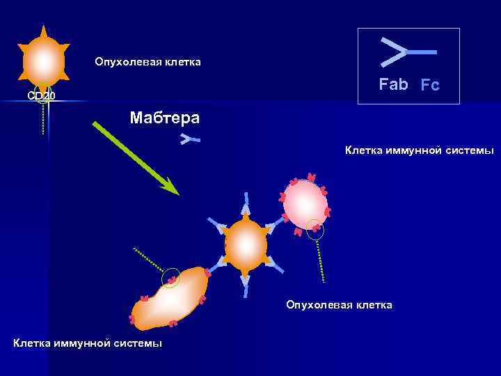  Опухолевая клетка Fab Fc CD 20 Мабтера Клетка иммунной системы Опухолевая клетка Клетка