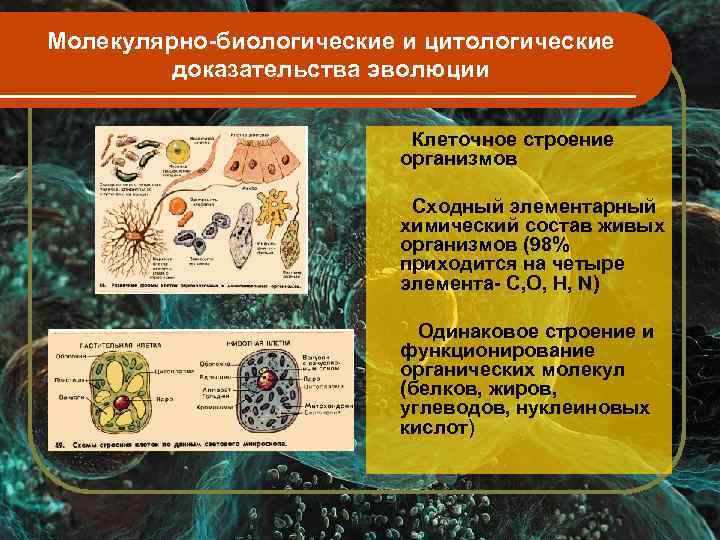 Молекулярно-биологические и цитологические   доказательства эволюции     Клеточное строение 