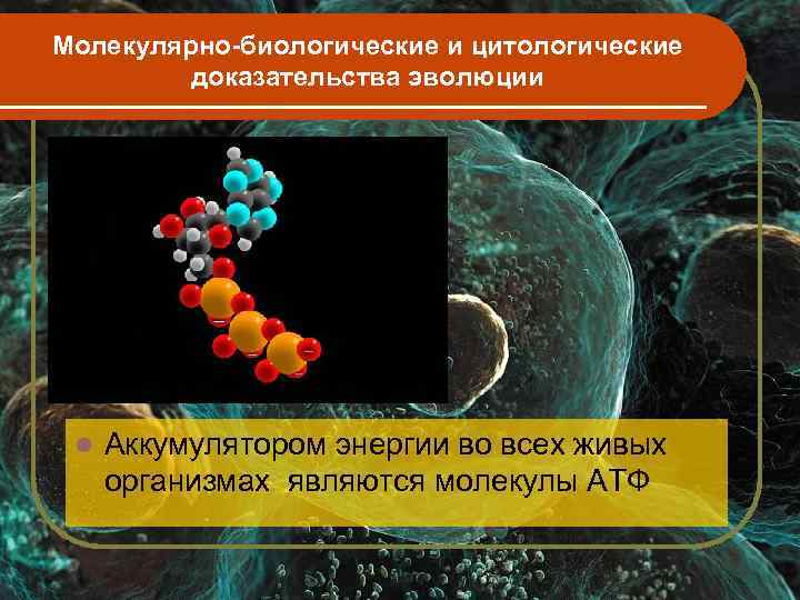 Молекулярно-биологические и цитологические   доказательства эволюции l  Аккумулятором энергии во всех живых