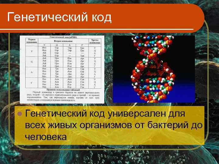 Генетический код l Генетическийкод универсален для  всех живых организмов от бактерий до 