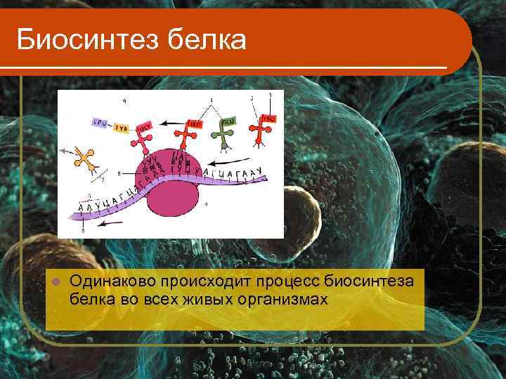 Биосинтез белка  l  Одинаково происходит процесс биосинтеза  белка во всех живых